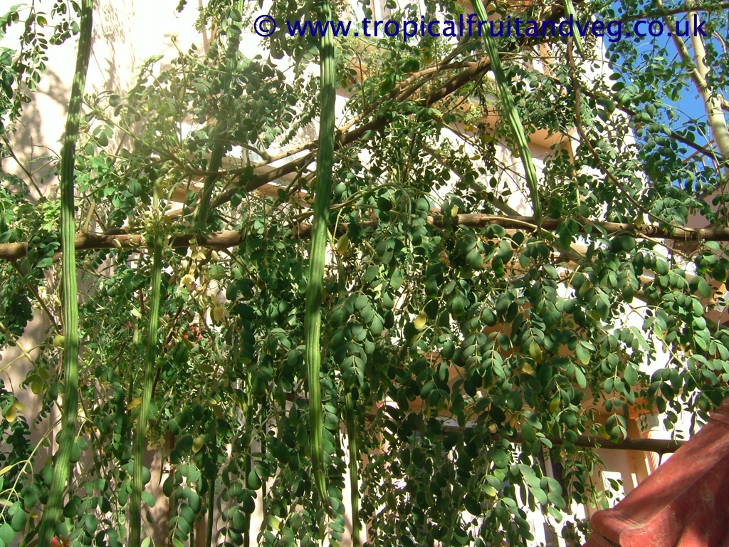 images/moringa.jpg