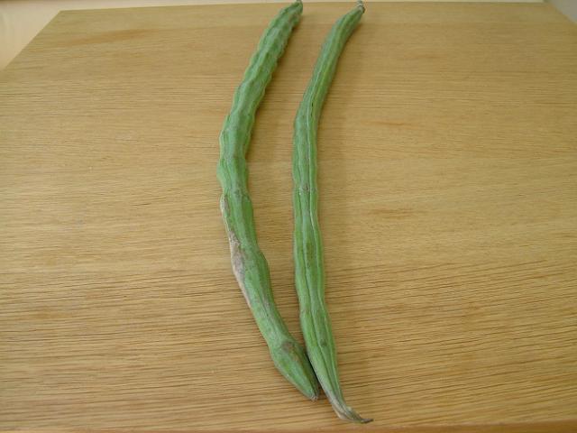 images/moringa1.jpg