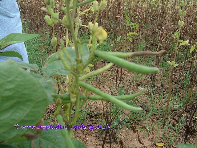 images/mungplant.jpg
