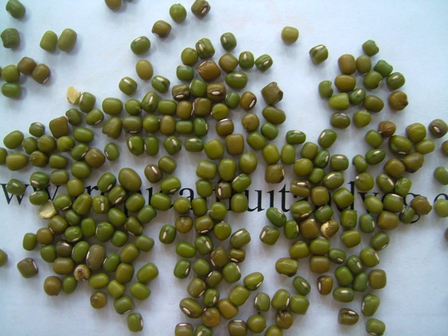 images/mungseed.jpg