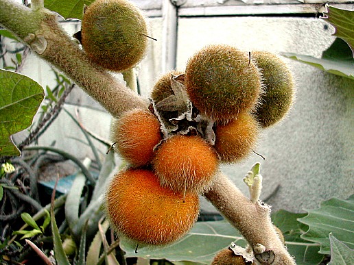 Naranjilla image