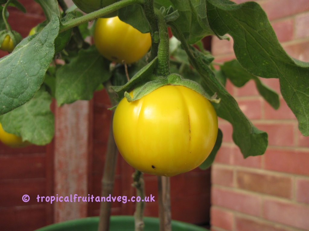 images/naranjilla2.jpg