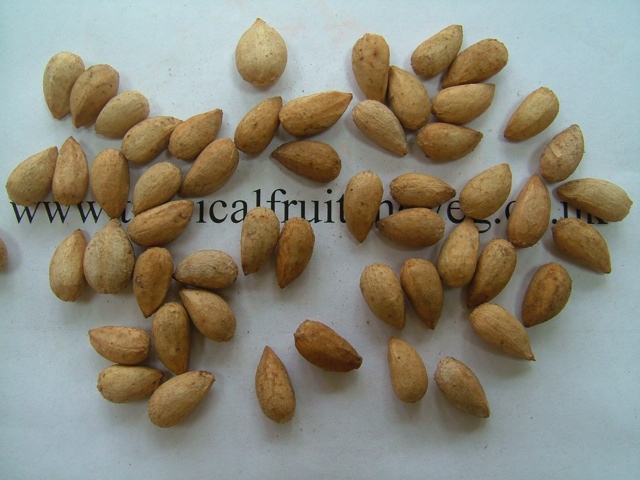 images/neemseed1.jpg