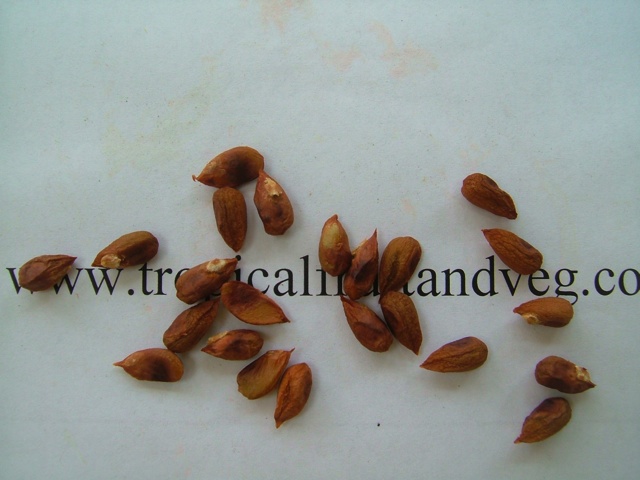 images/neemseed2.jpg