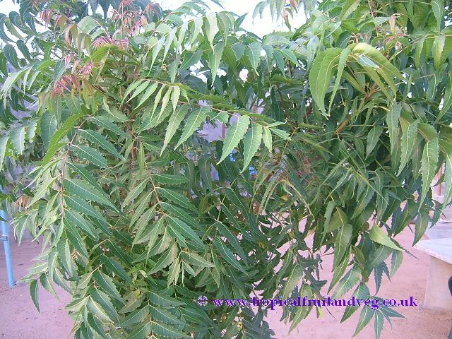 images/neemtree.jpg