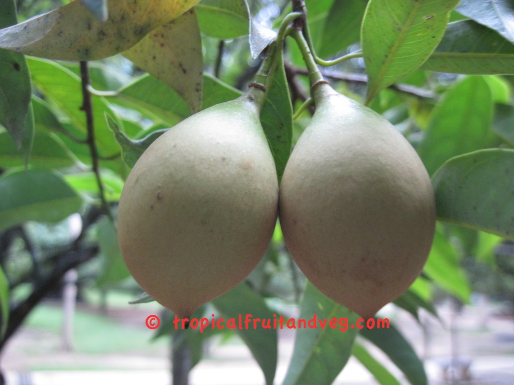 images/nutmeg.jpg