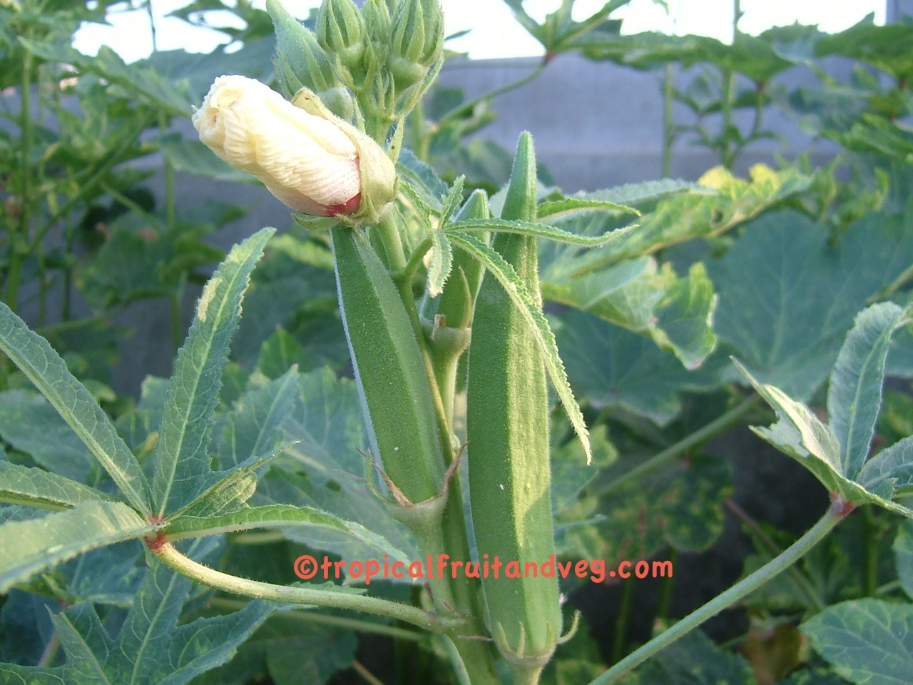 Okra image