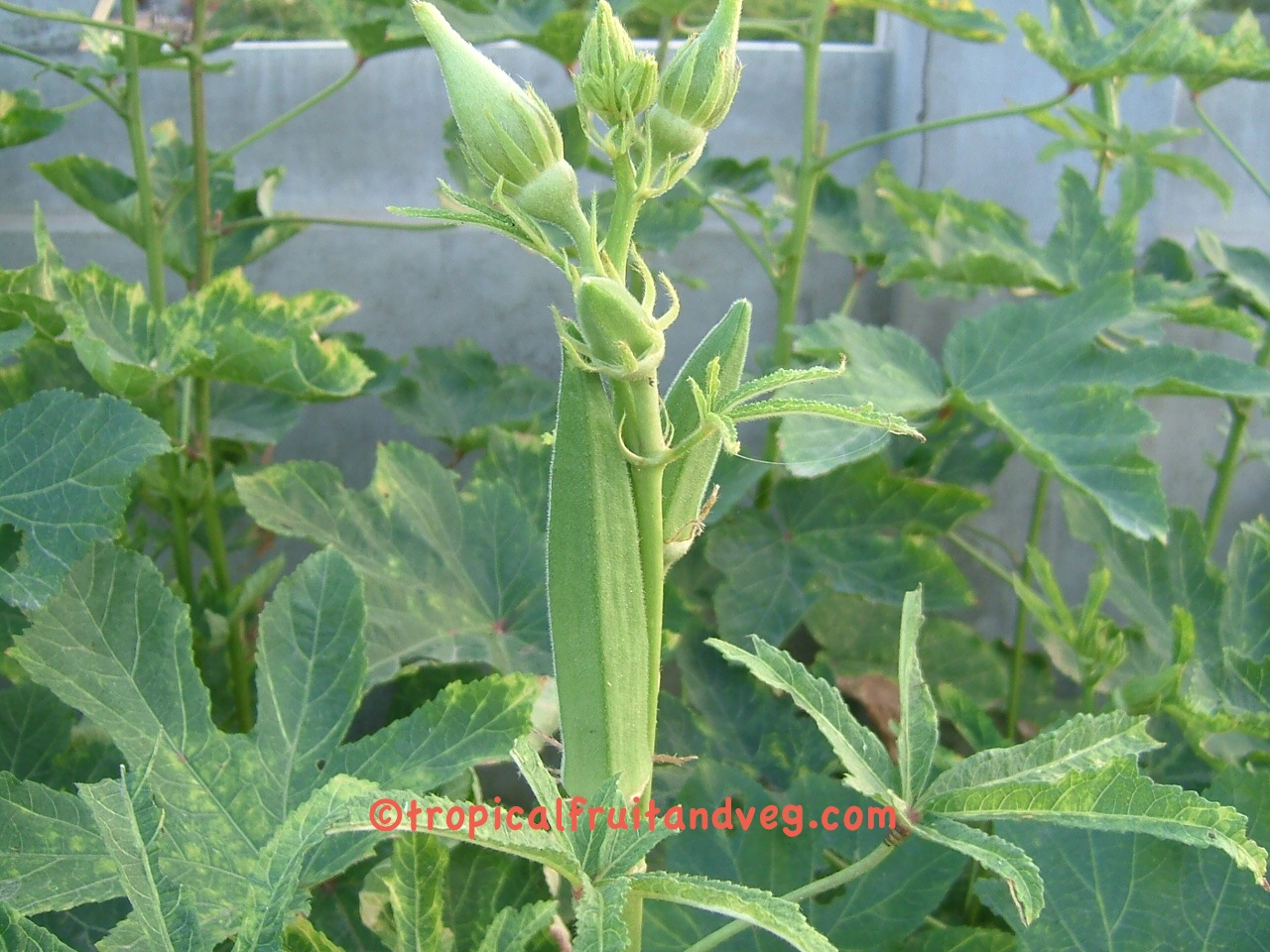 images/okra2.jpg