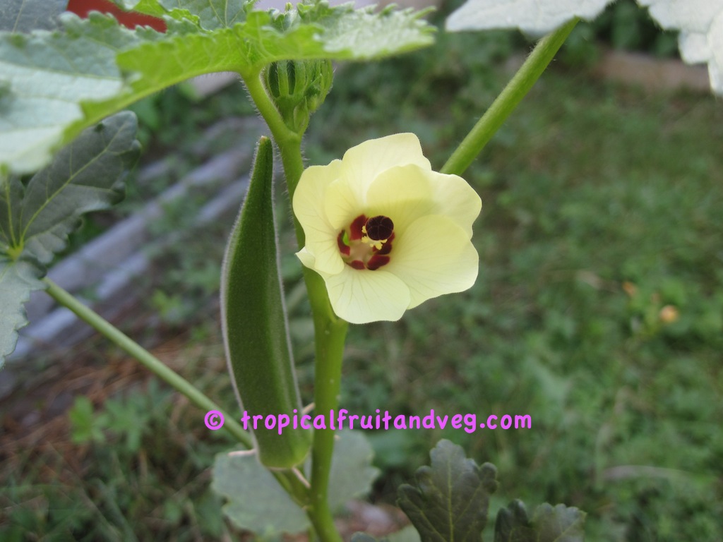 images/okra3.jpg