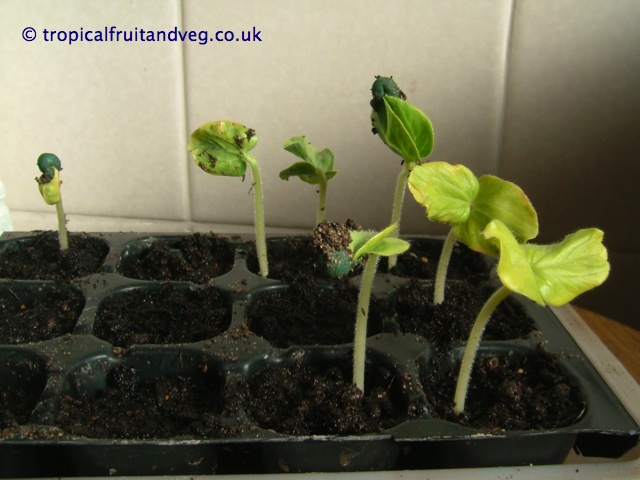 images/okraseedling.jpg