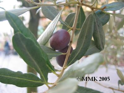 Olive image