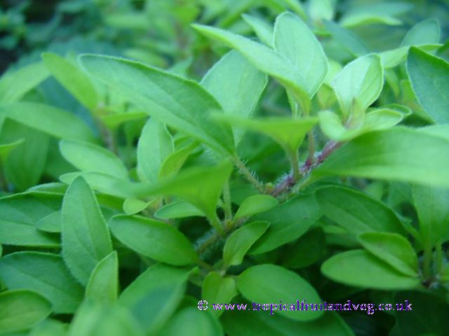 Oregano image