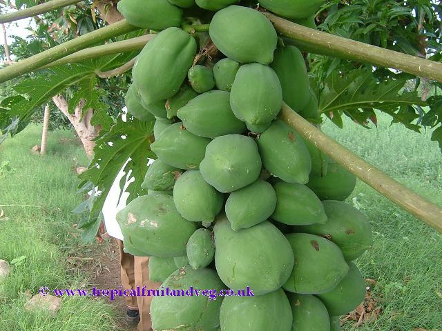 Papaya image