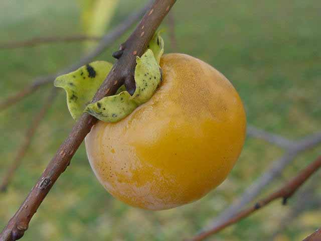 Persimmon image