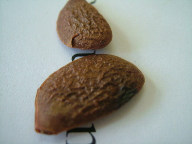 images/persimmonseed.jpg
