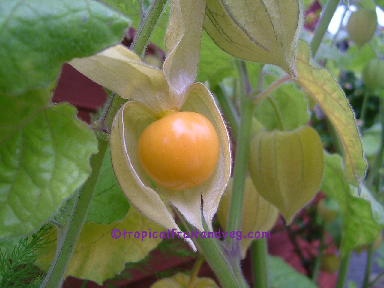 Physalis image