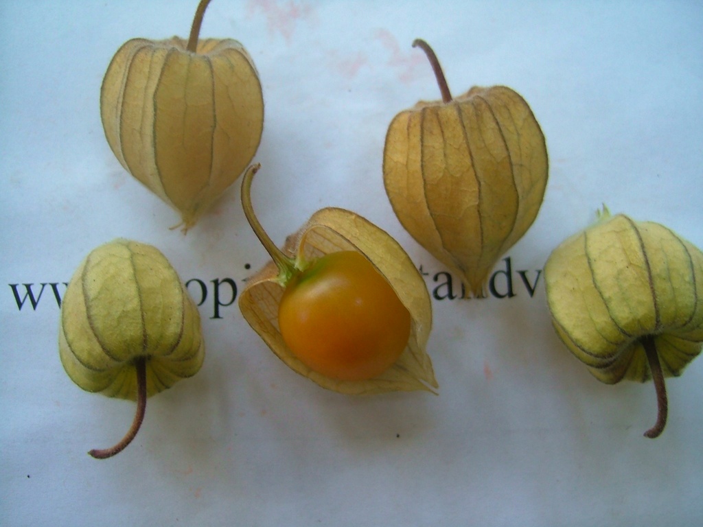 images/physalis2.jpg