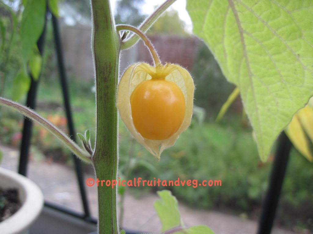 images/physalis3.jpg