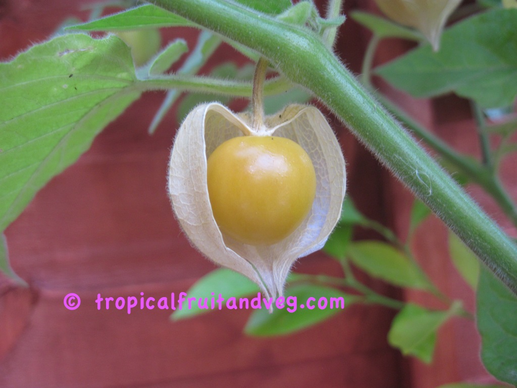 images/physalis4.jpg