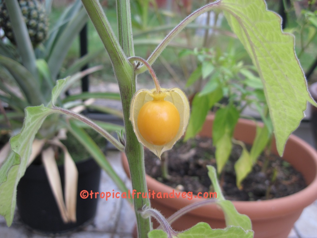 images/physalis5.jpg