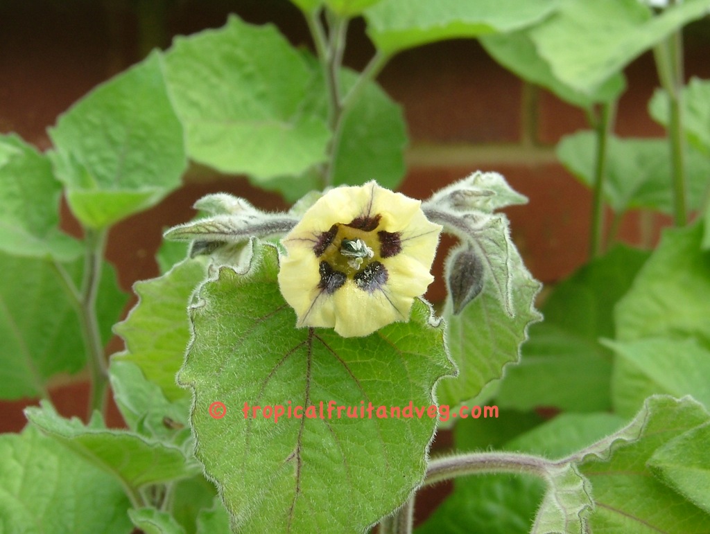 images/physalisflower1.jpg