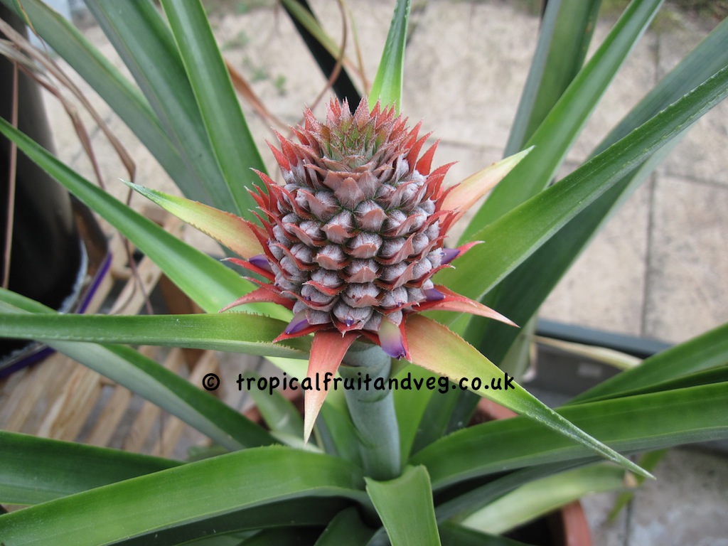 images/pineappflr2.jpg