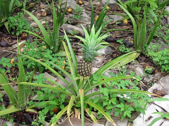 Pineapple image