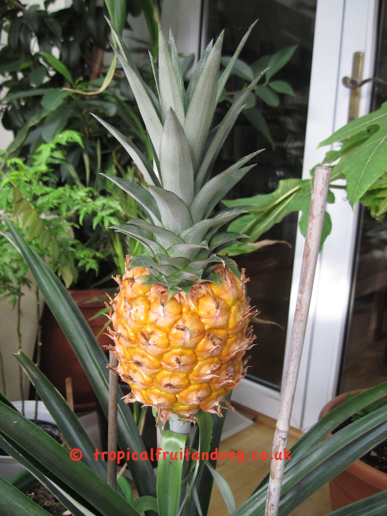 images/pineapple2.jpg