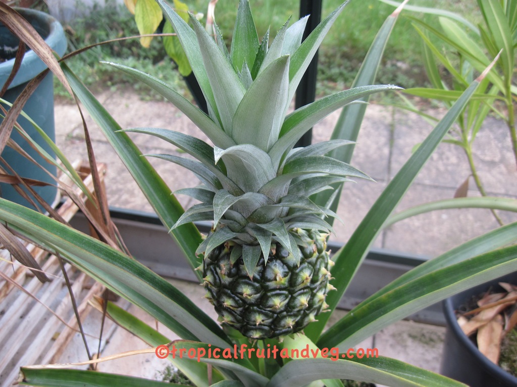 images/pineapple3.jpg