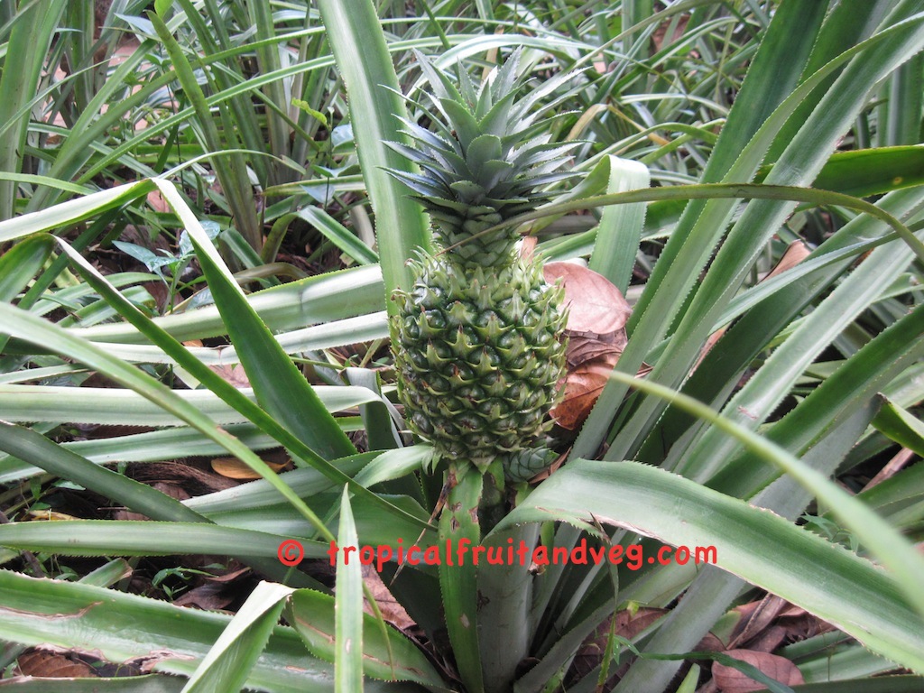 images/pineapplesl.jpg