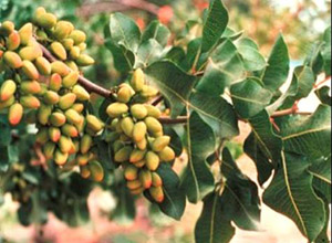 images/pistachio.jpg