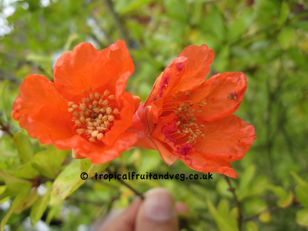 images/pomeflr.jpg