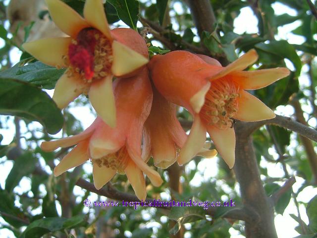 images/pomeflr2.jpg