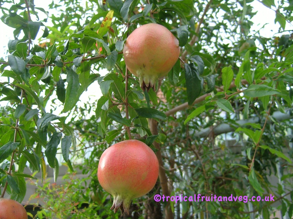 Pomegranate image