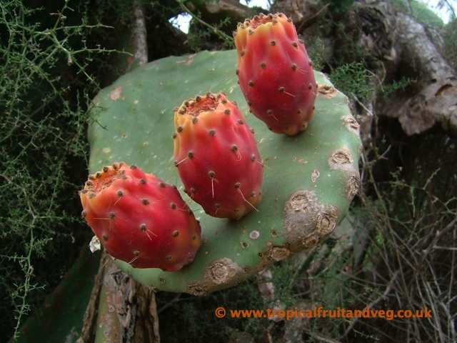 Prickly Pear image