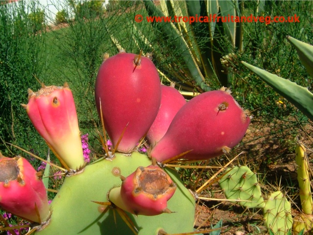 images/pricklypear2.jpg