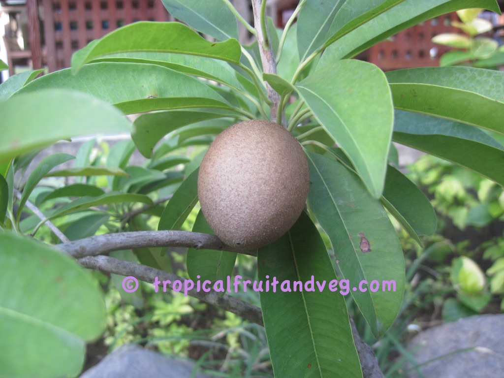 images/sapodilla.jpg