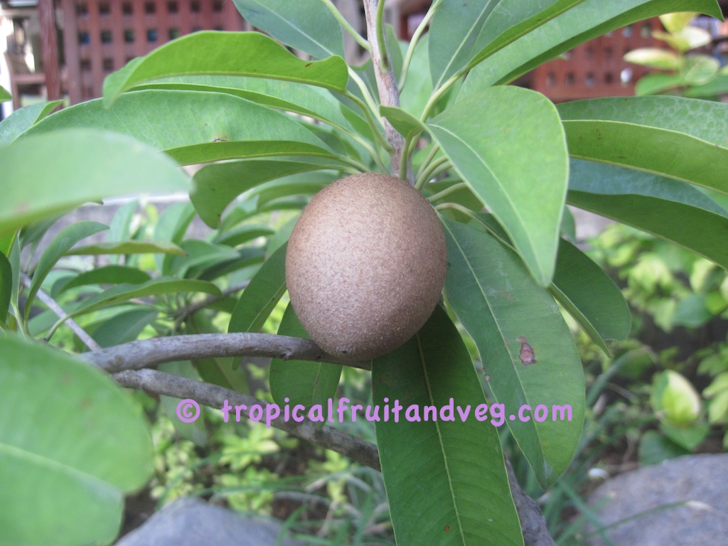 Sapodilla image