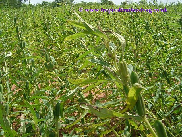 images/sesameplant.jpg