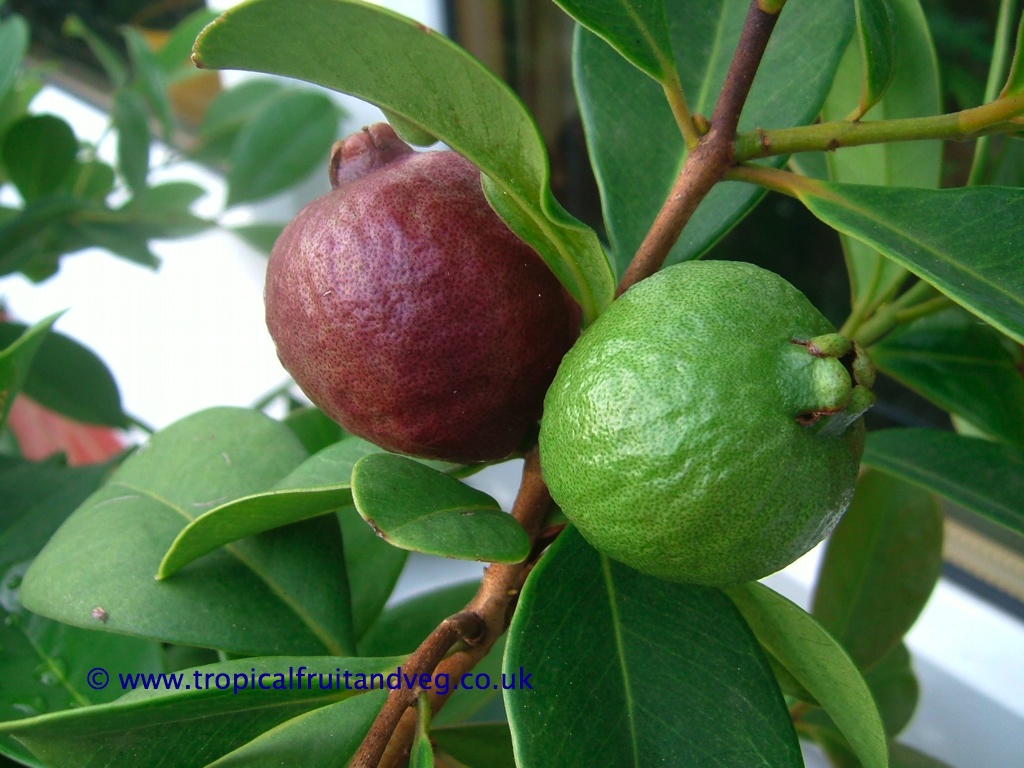 images/sguava2.jpg