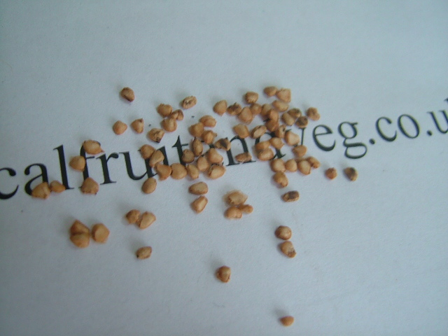 images/sguavaseed.jpg