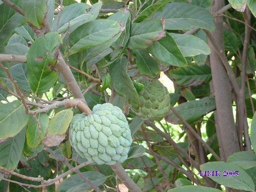 Sugar Apple