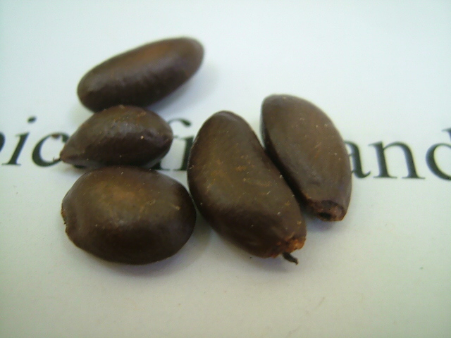 images/sitafarseed.jpg