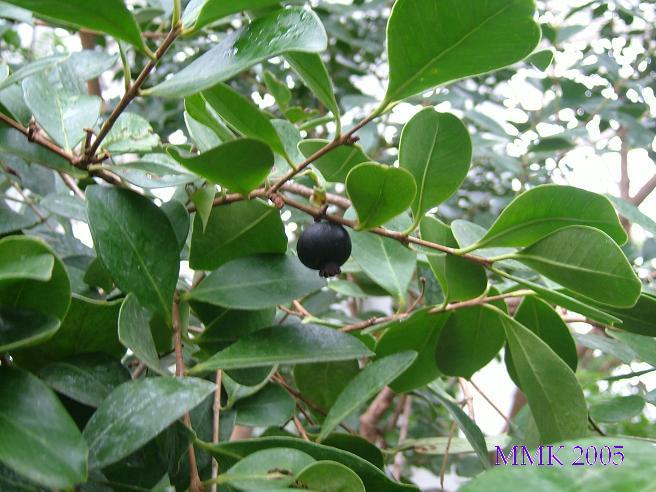 Strawberry Guava image