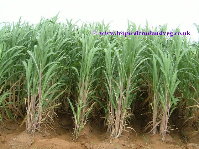 images/sugarcane.jpg