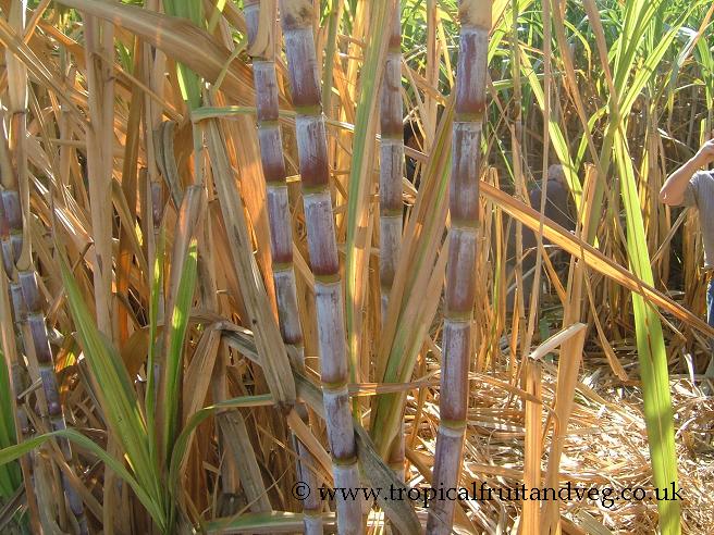 images/sugarcane2.jpg