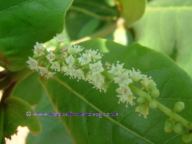 images/talmondflr.jpg