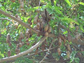 images/tamarind.jpg