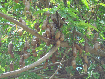 Tamarind