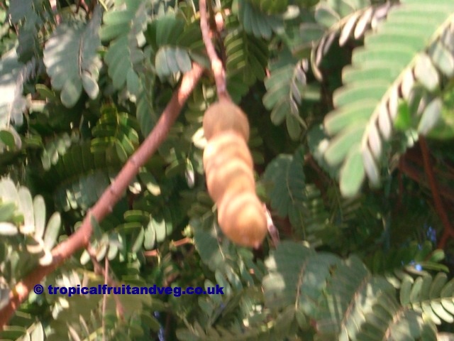 images/tamarind3.jpg